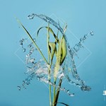 Fergus McCreadie – Stream