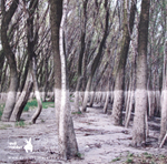 Floridis / Bauer / Hertenstein - Temporal Driftness