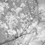 Masabumi Kikuchi – Hanamichi - The Final Studio Recording Vol. II